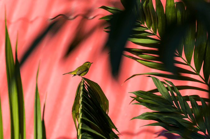 Wilson's Warbler by Leander Khil - Organikos
