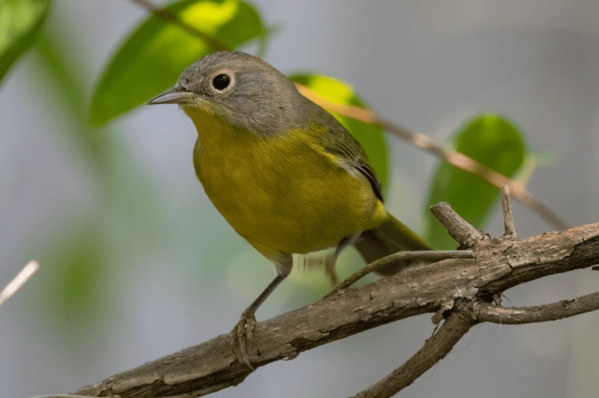 Nashville Warbler by Richard Kostecke - Organikos