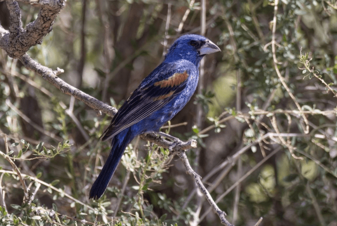 Blue Grosbeak by Richard Kostecke - Organikos