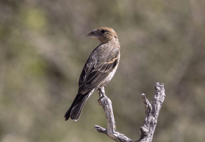Blue Grosbeak by Richard Kostecke - Organikos