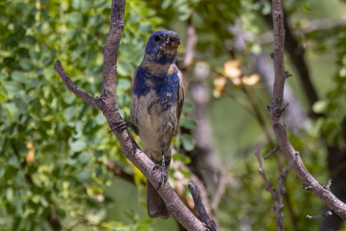 Blue Grosbeak by Richard Kostecke - Organikos