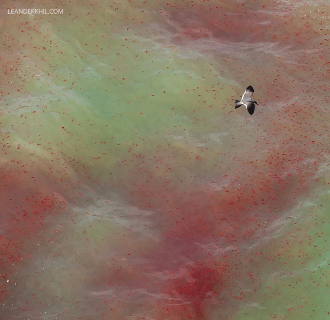 Inca Tern by Leander Khil - Organikos