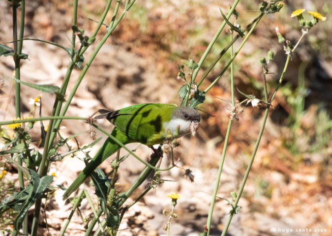 Gray-hooded Parakeet by Hugo Santa Cruz - Organikos