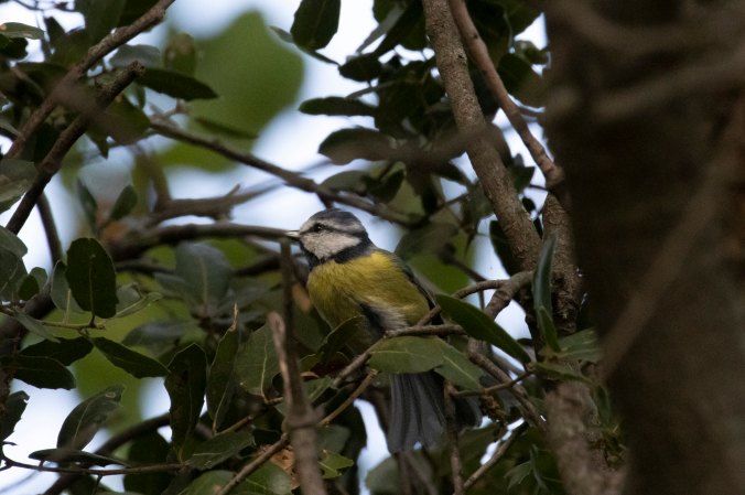 Eurasian Blue Tit by Seth Inman - Organikos