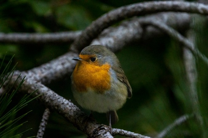 European Robin by Seth Inman - Organikos