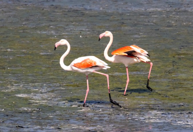 Greater Flamingos by Seth Inman - Organikos