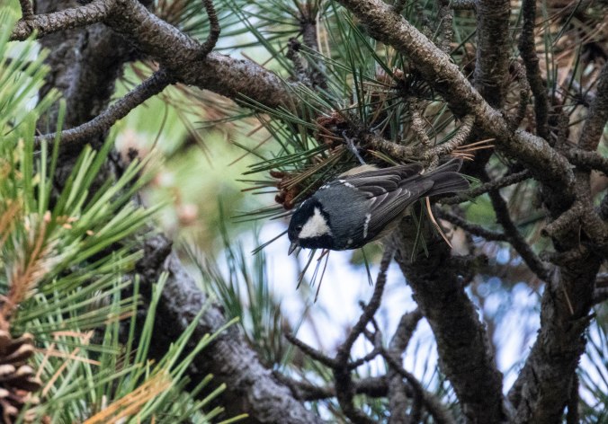 Coal Tit by Seth Inman - Organikos