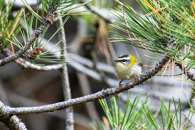 Common Firecrest by Seth Inman - Organikos