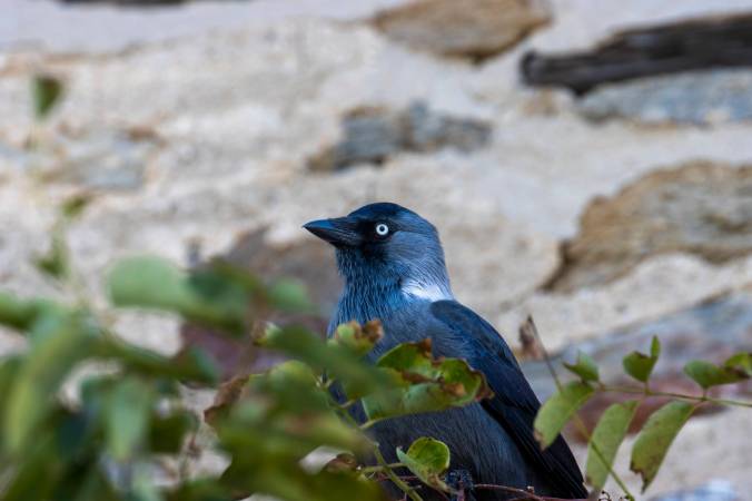 Eurasian Jackdaw by Seth Inman - Organikos