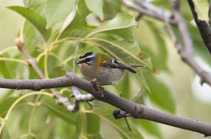 Common Firecrest by Seth Inman - Organikos