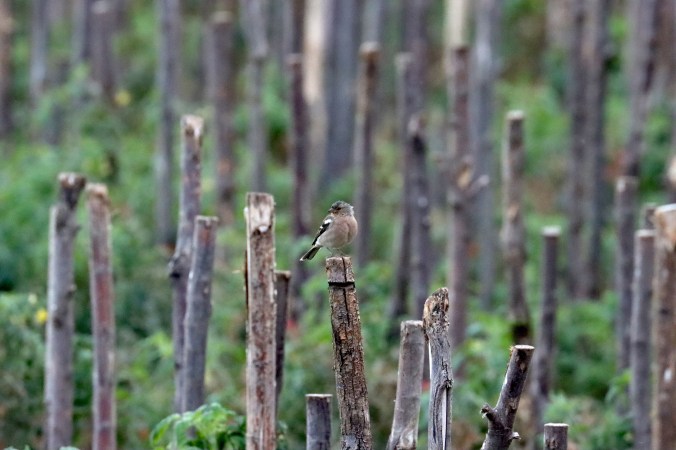 Common Chaffinch by Seth Inman - Organikos