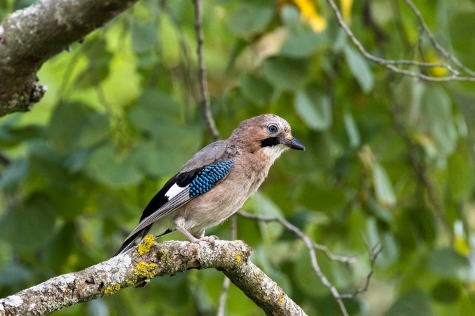 Eurasian Jay by Seth Inman - Organikos
