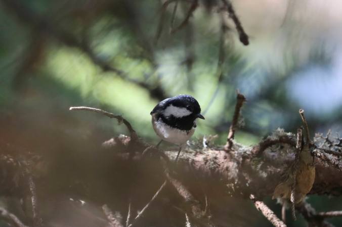 Coal Tit by Seth Inman - Organikos