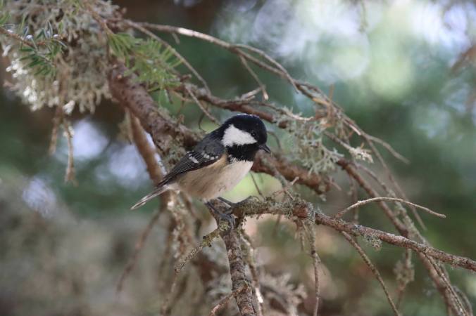 Coal Tit by Seth Inman - Organikos