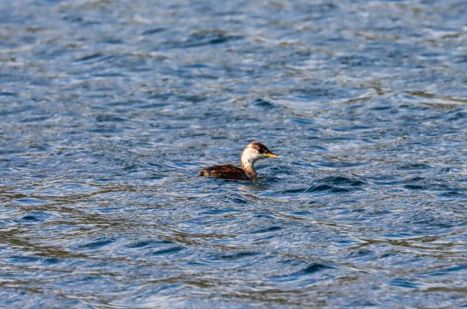 Little Grebe by Seth Inman - Organikos