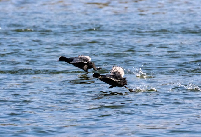 Eurasian Coot by Seth Inman - Organikos