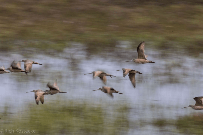 Marbled Godwits by Richard Kostecke - Organikos