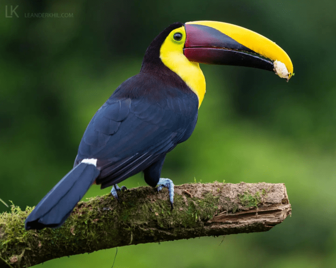 Yellow-throated Toucan by Leander Khil - Organikos