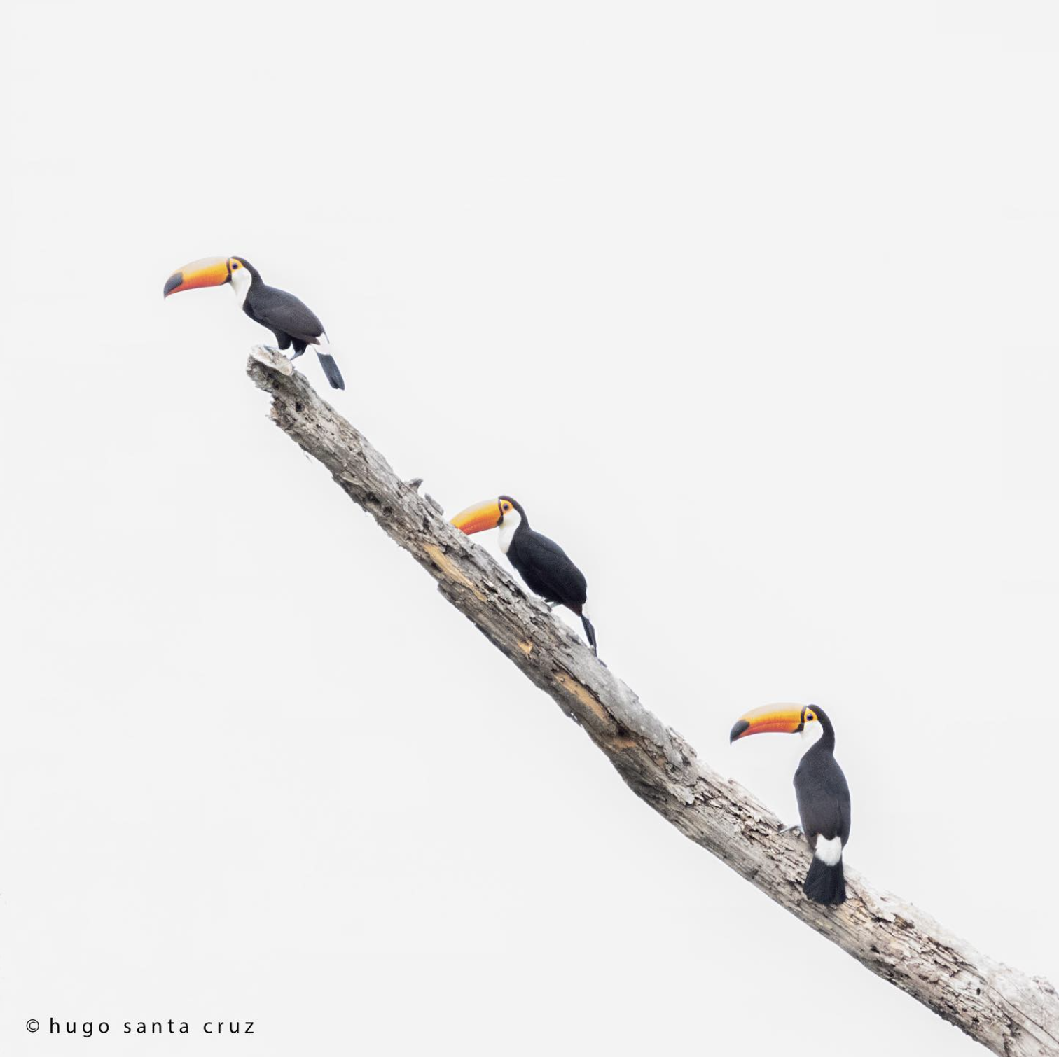 Toco Tucan by Hugo Santa Cruz - Organikos