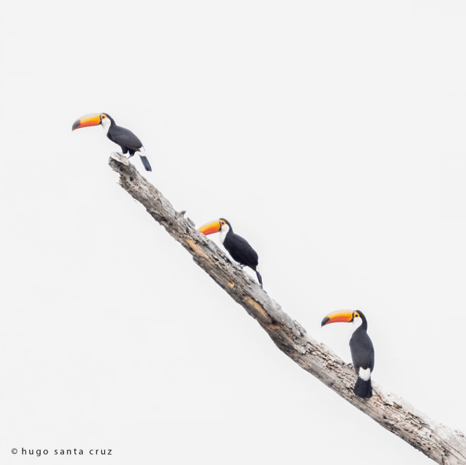 Toco Tucan by Hugo Santa Cruz - Organikos