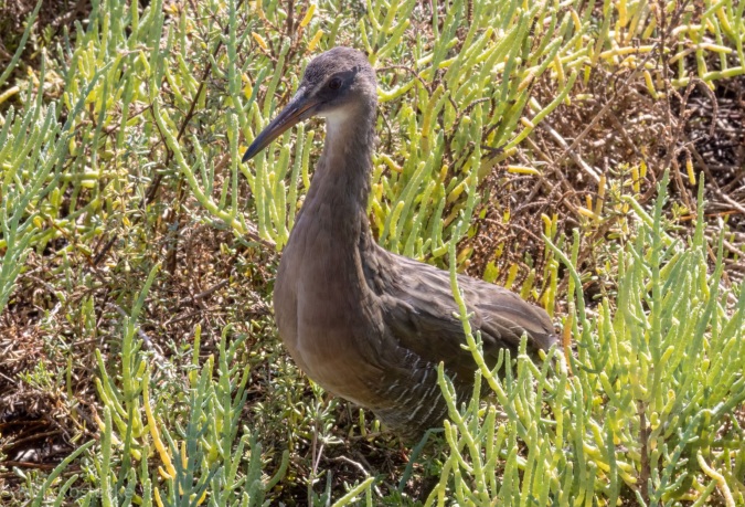 Ridgway's Rail by Richard Kostecke - Organikos