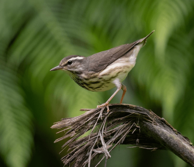 Louisiana Waterthrush by Daniel Aldana - Organikos