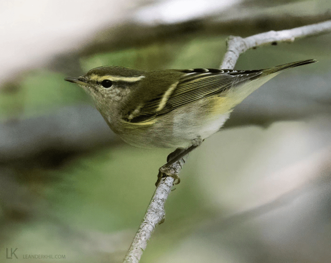 Yellow-browed Warbler by Leander Khil - Organikos