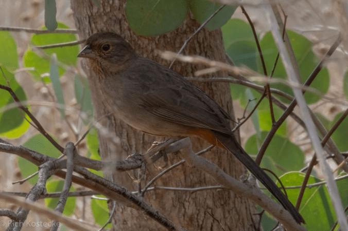 California Towhee by Richard Kostecke - Organikos