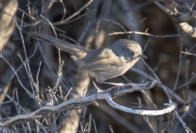 Wrentit by Richard Kostecke - Organikos