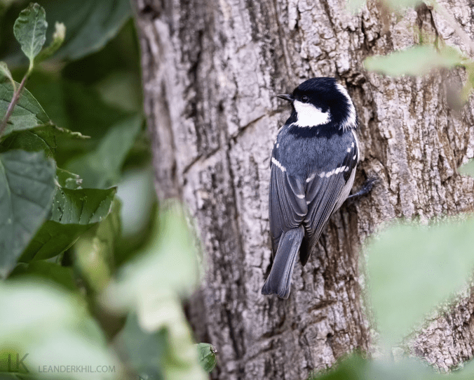Coal Tit by Leander Khil - Organikos