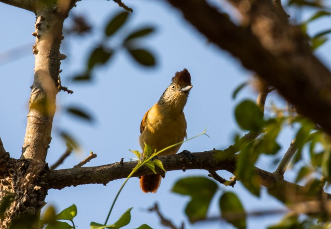 Barred Antshrike by Seth Inman - Organikos
