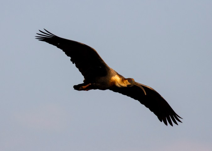 Buff-necked Ibis by Seth Inman - Organikos