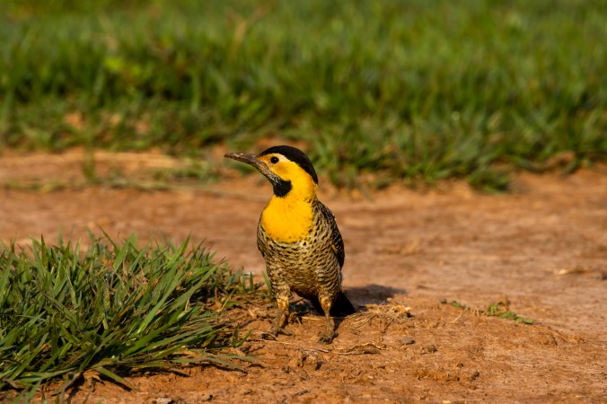 Campo Flicker by Seth Inman - Organikos