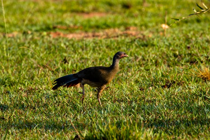 Chaco Chachalaca by Seth Inman - Organikos