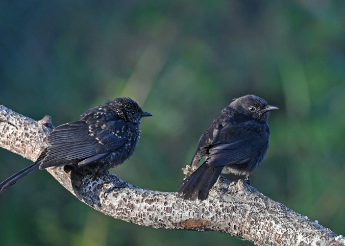 Southern Black Flycatcher by Puneet Dhar - Organikos