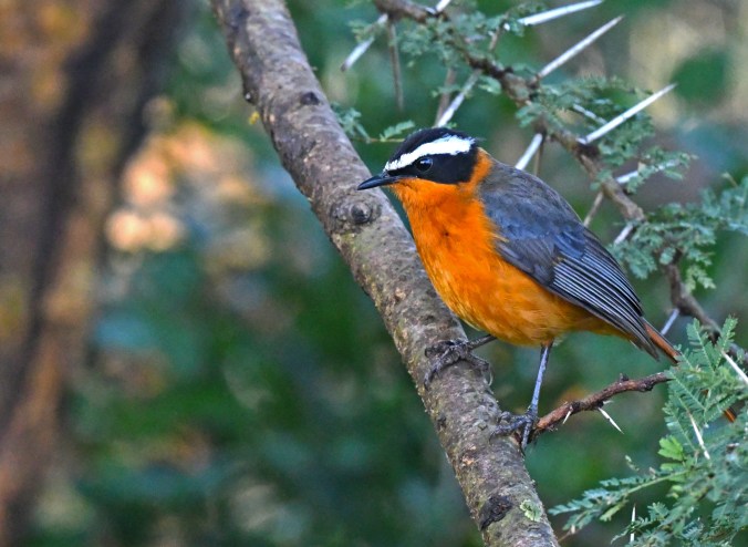 White-browed Robin-Chat by Puneet Dhar - Organikos