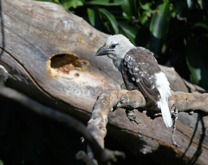 White-headed Barbet by Puneet Dhar - Organikos