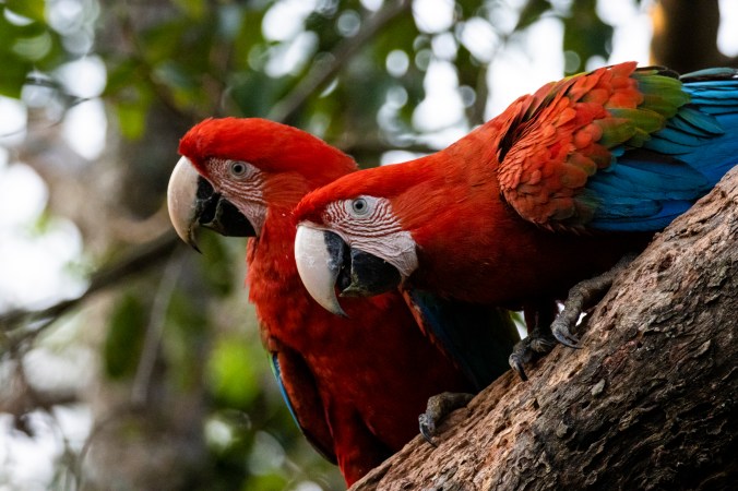 Red-and-green Macaw by Seth Inman - Organikos