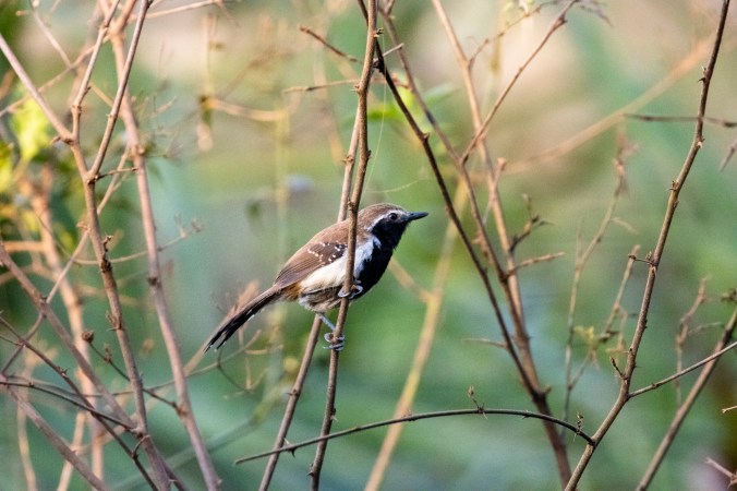 Rusty-backed Antwren by Seth Inman - Organikos