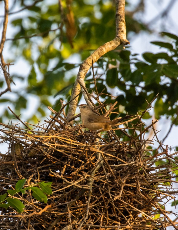 Rufous-fronted Thornbird by Seth Inman - Organikos