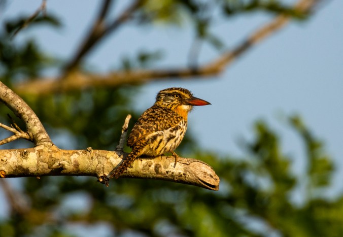 Spot-backed Puffbird by Seth Inman - Organikos