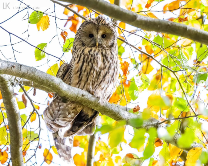 Ural Owl by Leander Khil - Organikos