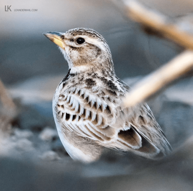 Bimaculated Lark by Leander Khil - Organikos
