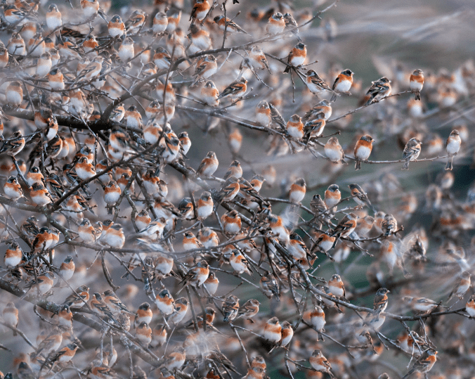 Bramblings by Leander Khil - Organikos