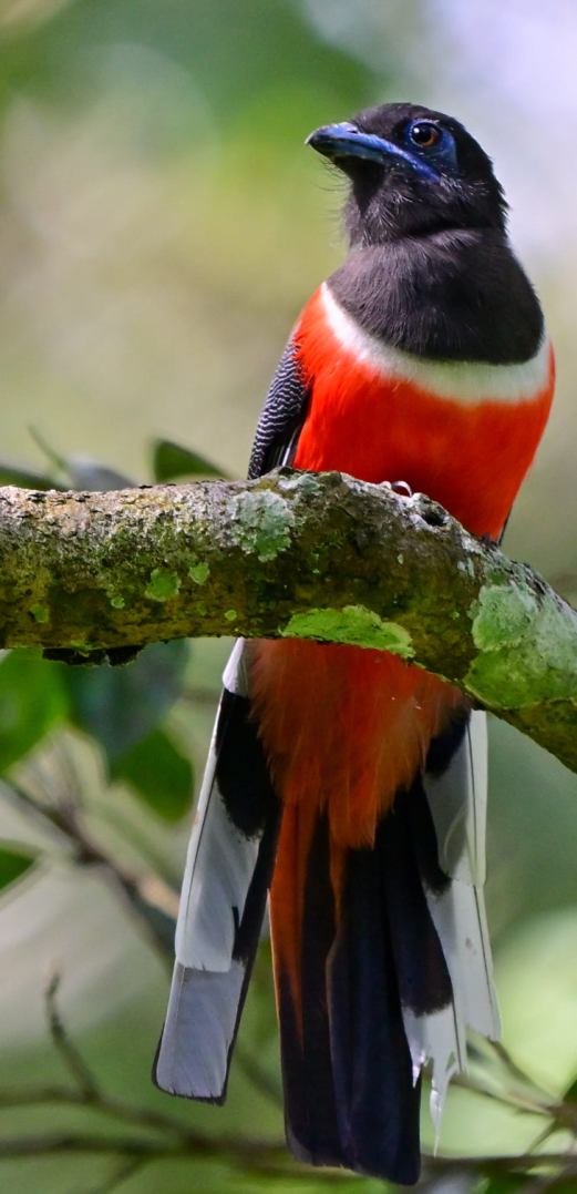 Malabar Trogon by Vijaykumar Thondaman - Organikos