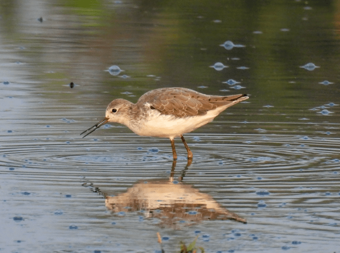 Marsh Sandpiper by Ramesh Desai - Organikos