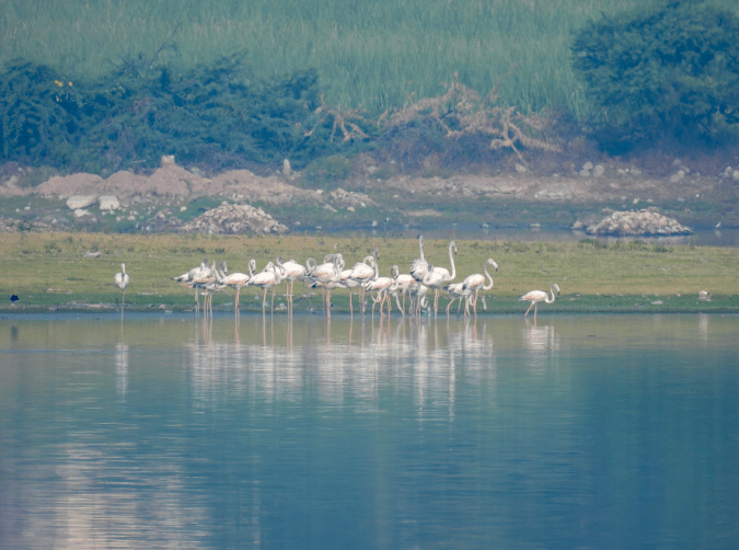 Greater Flamingos by Ramesh Desai - Organikos