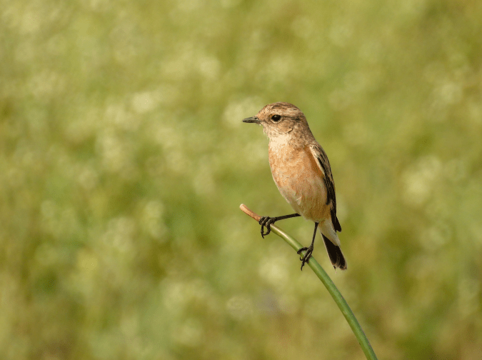 Siberian Stonechat by Ramesh Desai - Organikos