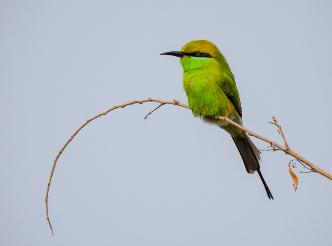 Asian Green Bee-eater by Ramesh Desai - Organikos