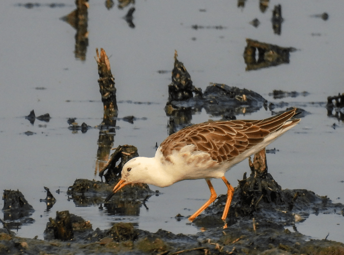 Ruff by Ramesh Desai - Organikos